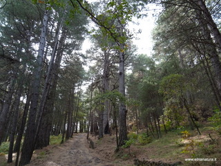 ppinazzu-25-10-2020 10